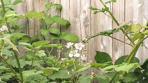 Close-up of flowers