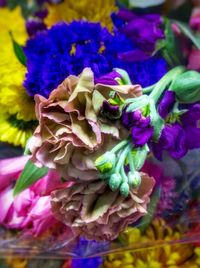 Close-up of fresh purple flowers blooming outdoors