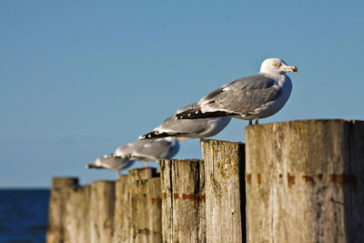 View of seagulls perching on wooden posts at beach against clear sky