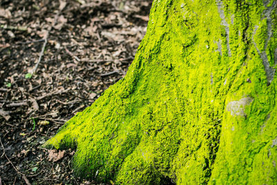 Extreme close up of tree trunk