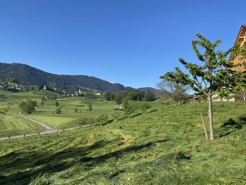 Scenic view of agricultural field against clear sky