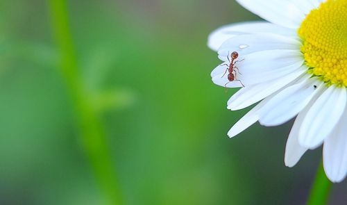 Close-up of insect on flower