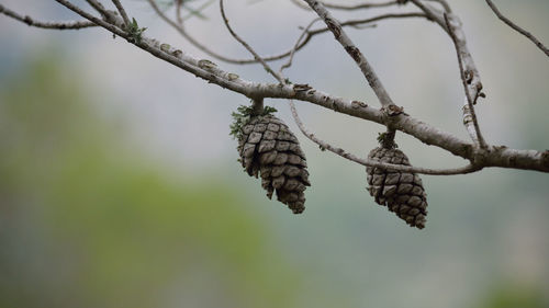 Close-up of butterfly on tree