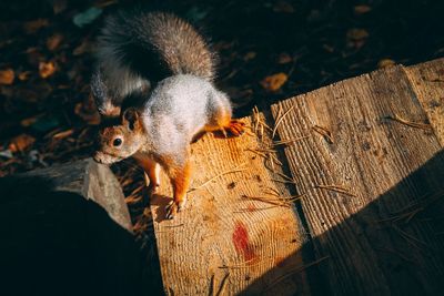 High angle view of squirrel on wood