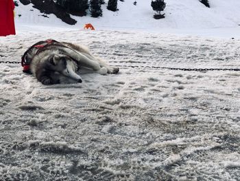 View of a horse on snow covered land
