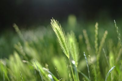 Close-up of crops growing on field