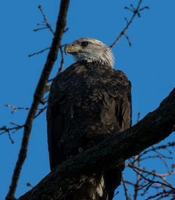 Low angle view of eagle perching on tree against sky