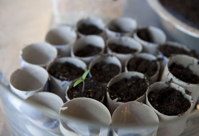 Close-up of plants growing in greenhouse