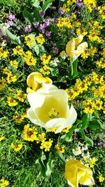 Close-up of yellow flowers blooming outdoors