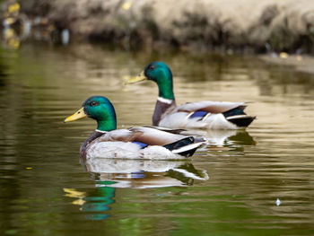 Mallard duck floating on lake