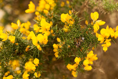 Close-up of yellow flowering plants on field