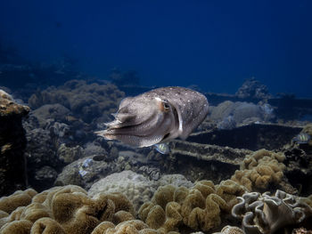 Fish swimming in sea