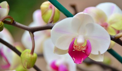 Close-up of pink flower
