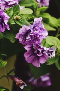 Close-up of purple flowering plant