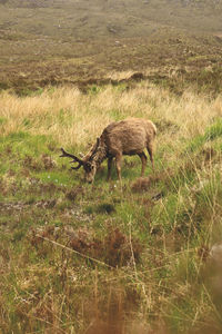 Deer in a field