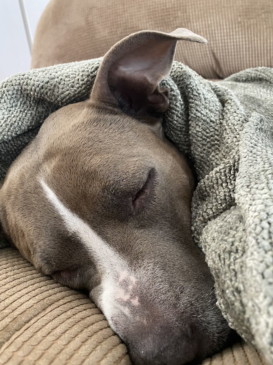 CLOSE-UP OF A DOG SLEEPING ON BED