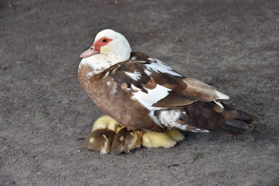 High angle view of duck on land