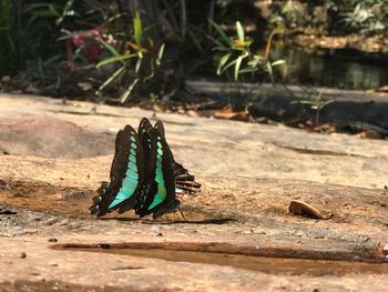 Close-up of butterfly on wood