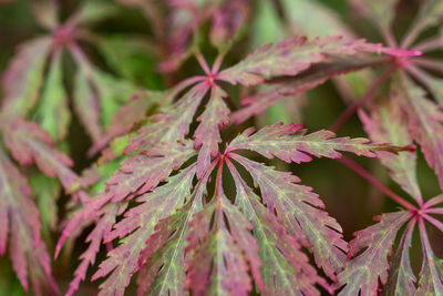 Close-up of plant