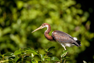 Juvenile tricolored heron egretta tricolor was once called the louisiana heron.