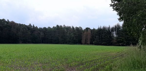 Scenic view of field against sky