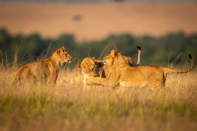 Lioness watches as two others play fight