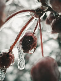 Close-up of frozen tree