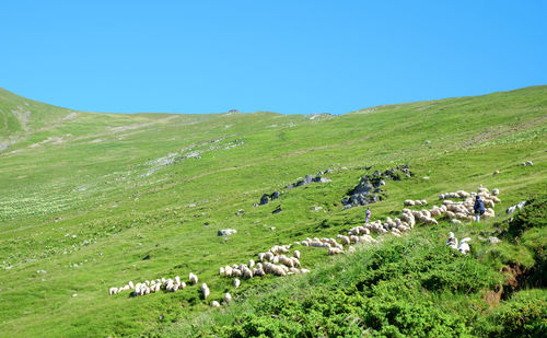 The sheeps grazed on the mountain