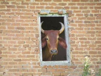 Cow looking at camera through window