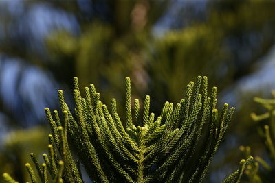 Close-up of succulent plant on field