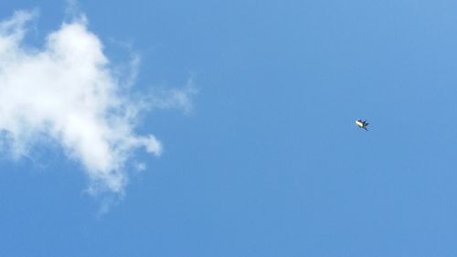 Low angle view of bird flying in sky