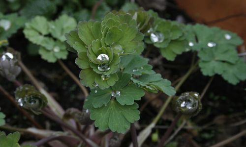 Close-up of raindrops on plant