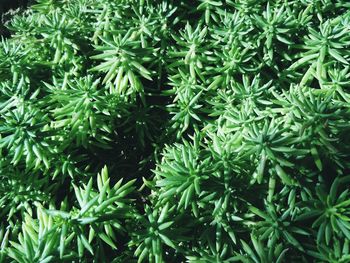 Full frame shot of plants in garden