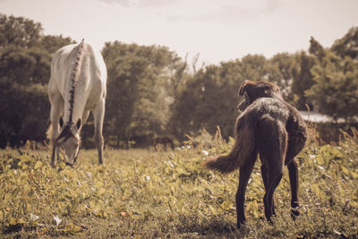 Horses grazing in a field