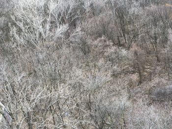 Close-up of snow on field