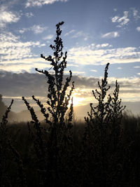 Silhouette of bare tree on field against sunset sky