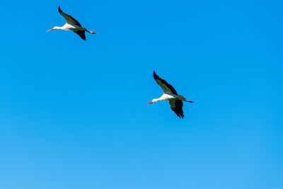 Low angle view of bird flying against clear blue sky