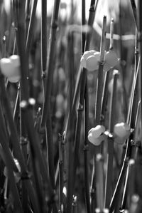 Close-up of plants against blurred background