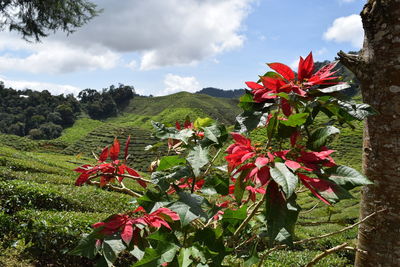 Close-up of red flowering plants against cloudy sky