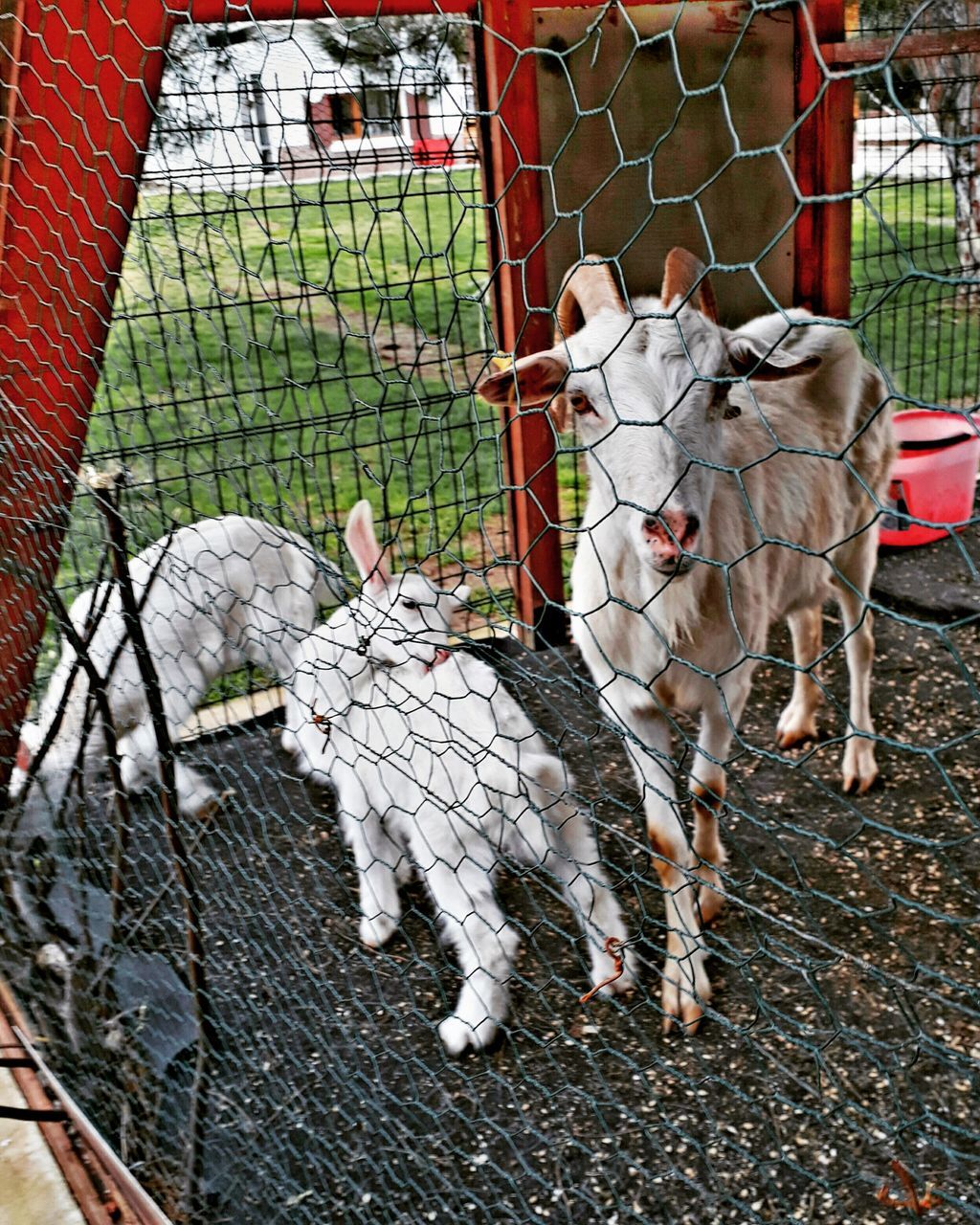 domestic animals, fence, animal themes, mammal, livestock, no people, young animal, outdoors, day, pets, cage