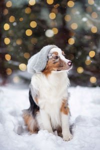 Australian shepherd in a beanie. hipster dog chilly dog in knitted hat sits under a snowfall. winter