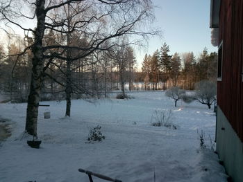 Trees on snow covered landscape