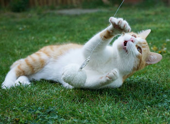 View of a cat relaxing on grass