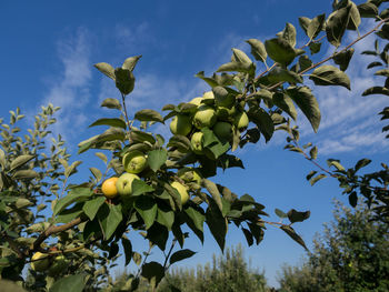 Low angle view of apples growing on tree against sky