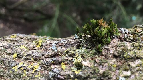 Close-up of moss growing on tree trunk