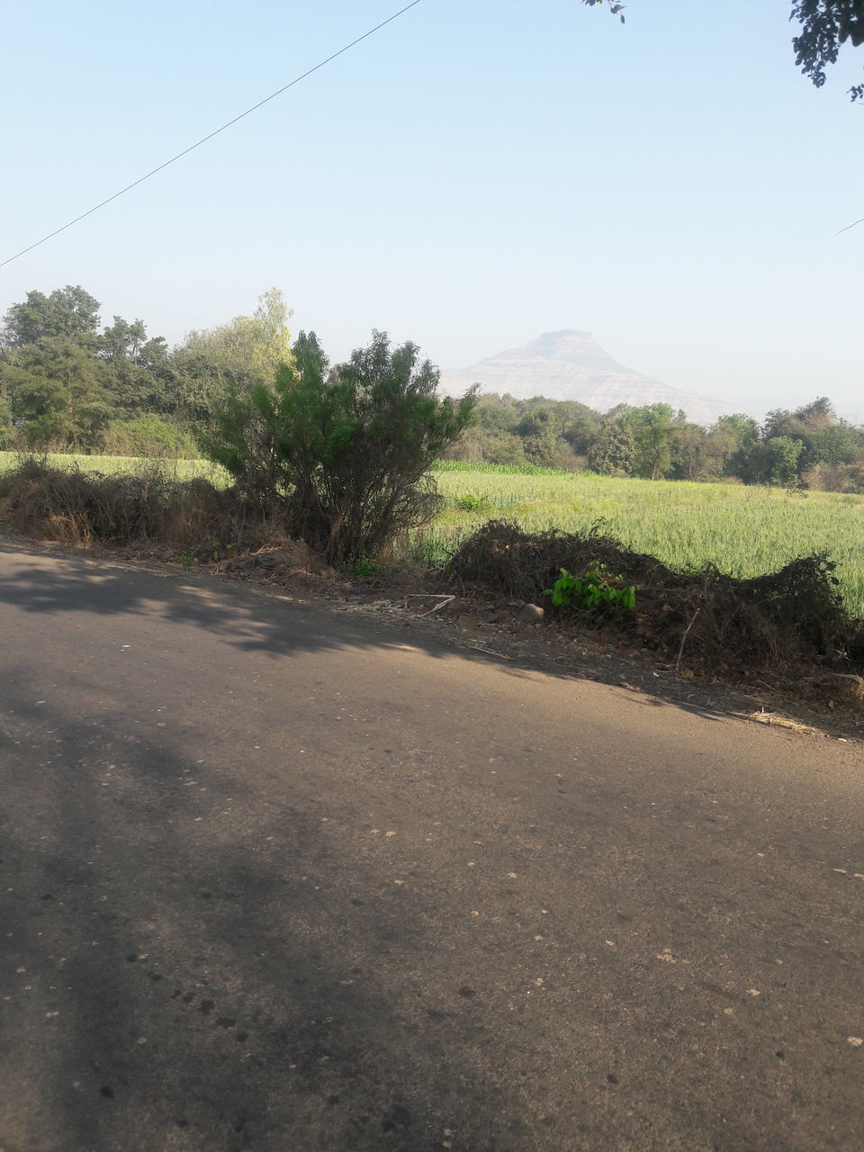 ROAD AMIDST TREES AND PLANTS AGAINST CLEAR SKY