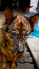 Close-up portrait of dog