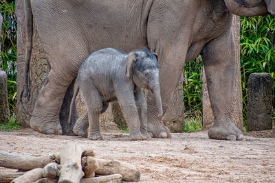 View of elephant in zoo
