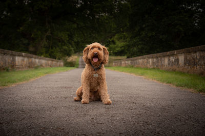 Portrait of dog on road