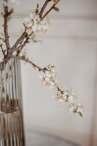 Close-up of cherry blossom tree